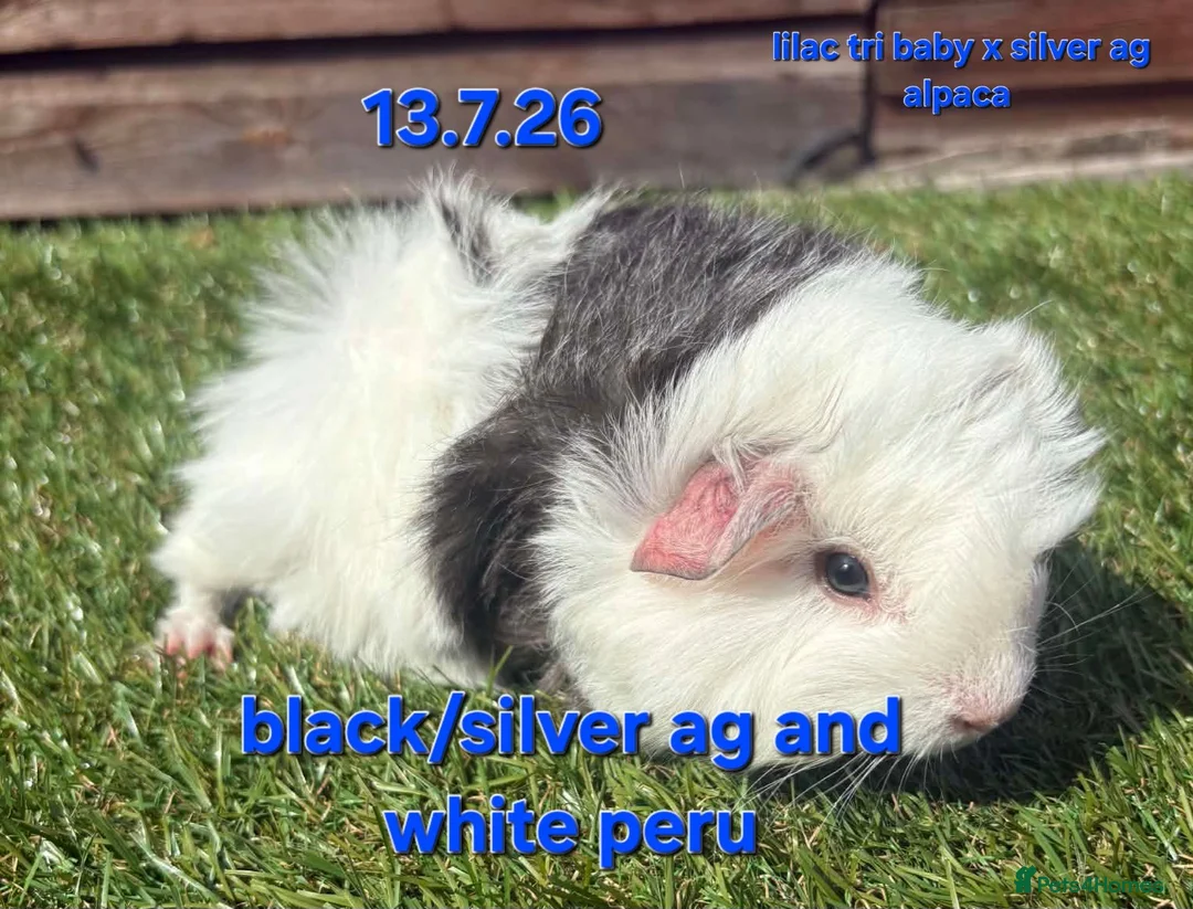 Guinea Pig rodents for sale: Fluffy baby boy male guinea pigs - Advert 2