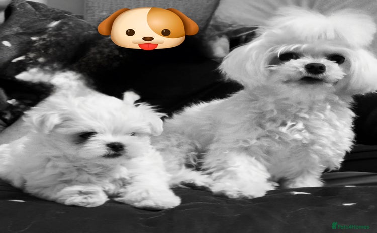 Maltese dogs  Kc registered maltese looking for forever home  - Advert 2