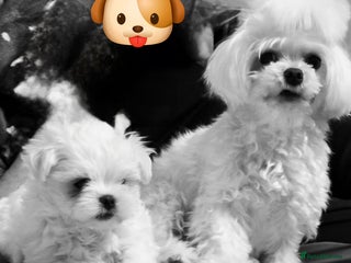 Maltese dogs Little maltese boy looking for forever home 😍 - Advert 10