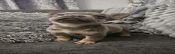 French Bulldog dogs for sale: Lilac fluffies! Ready to leave now. - Advert 10