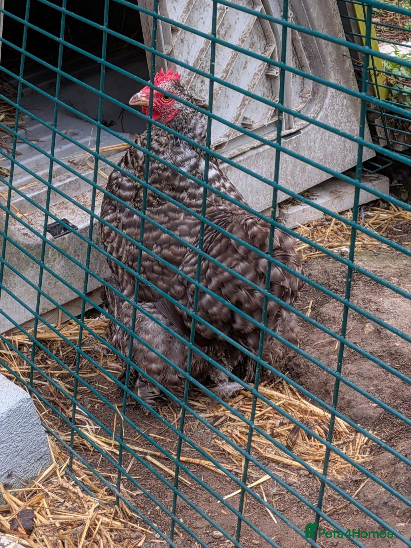 Chickens poultry Female Pekin Bantam Free - Advert 1