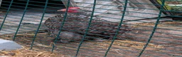 Chickens poultry for sale: Female Pekin Bantam Free in Warlingham - Advert 1