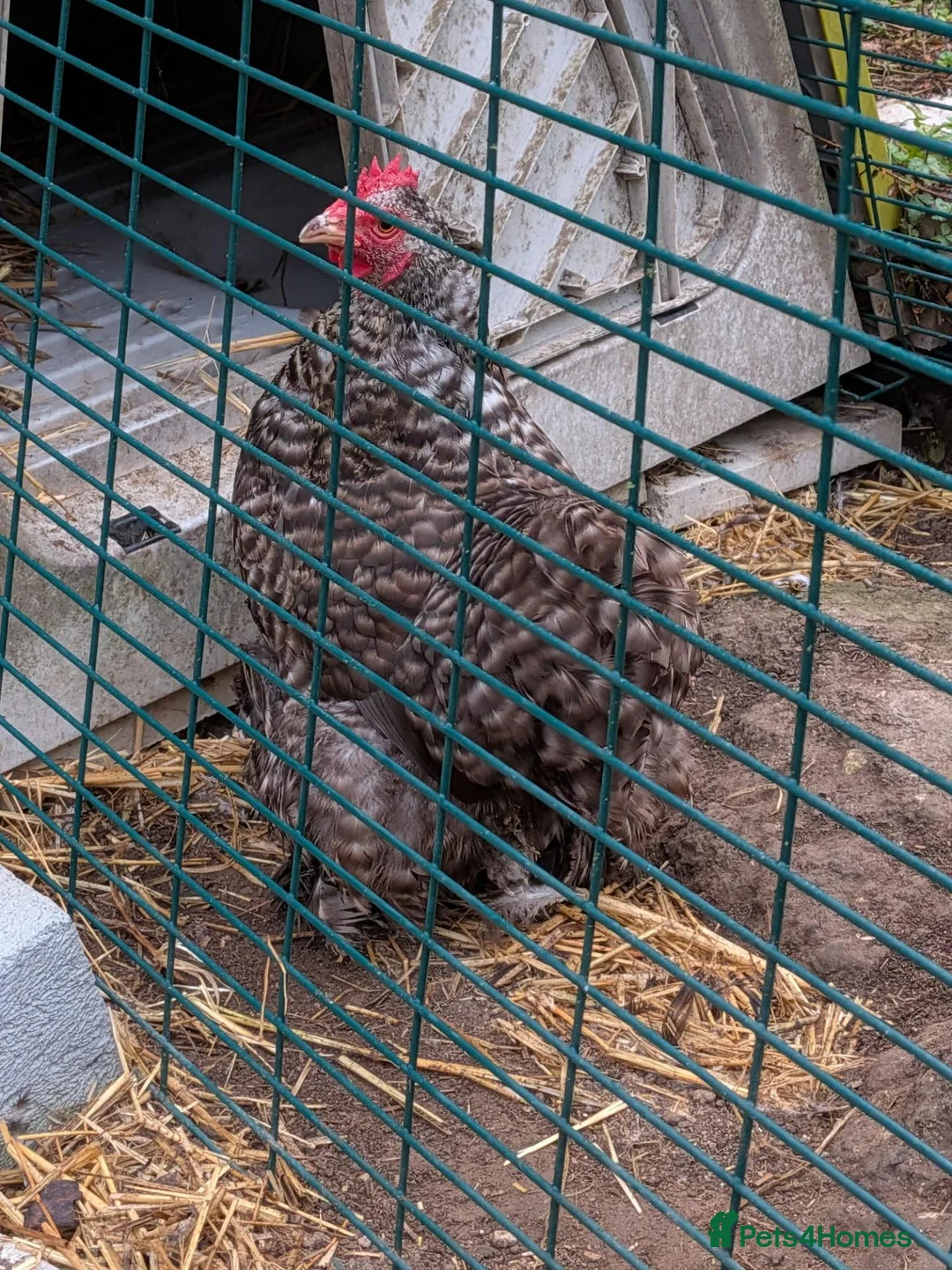 Chickens poultry for sale: Female Pekin Bantam Free in Warlingham - Advert 1