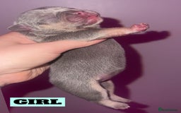 French Bulldog dogs for sale: 💞 Merle French Bulldog Puppies 💕💝  - Image 7