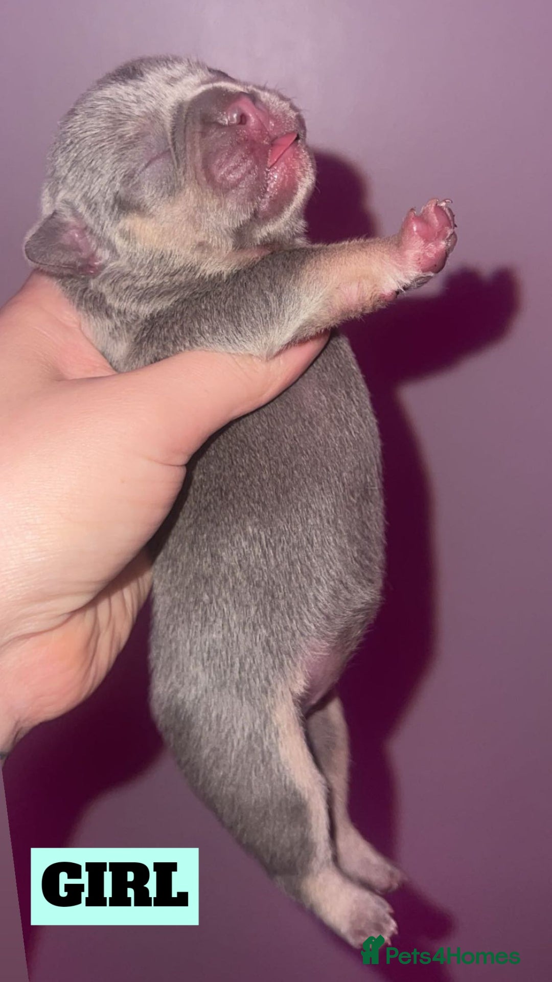 French Bulldog dogs for sale: 💞 Merle French Bulldog Puppies 💕💝  - Image 7