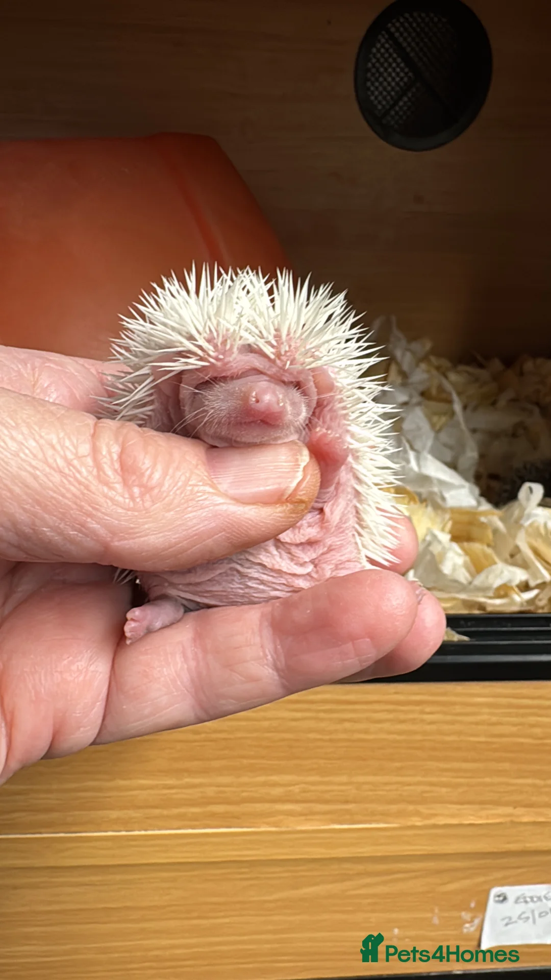 Pygmy Hedgehog rodents for sale: Hoglets full/dual masked/ split faced/reverse - Advert 2