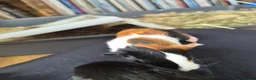 Guinea Pig rodents for sale: New baby piggies  - Advert 7