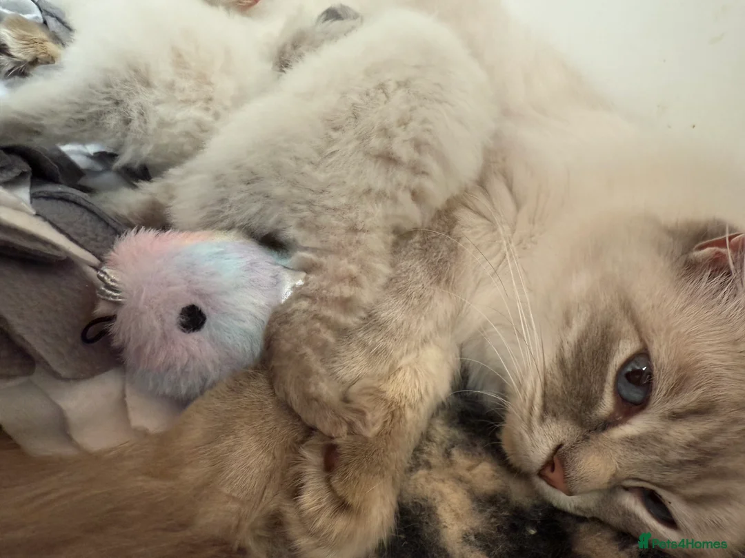 Ragdoll cats for sale: 🏅GCCF RAGDOLLS AWARD WINNING LINES NOW AVAILABLE  - Advert 3