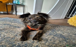 Mixed Breed dogs for adoption: 💖🐶 TWIGGY – A Happy Little Spirit🐶💖 - Image 27