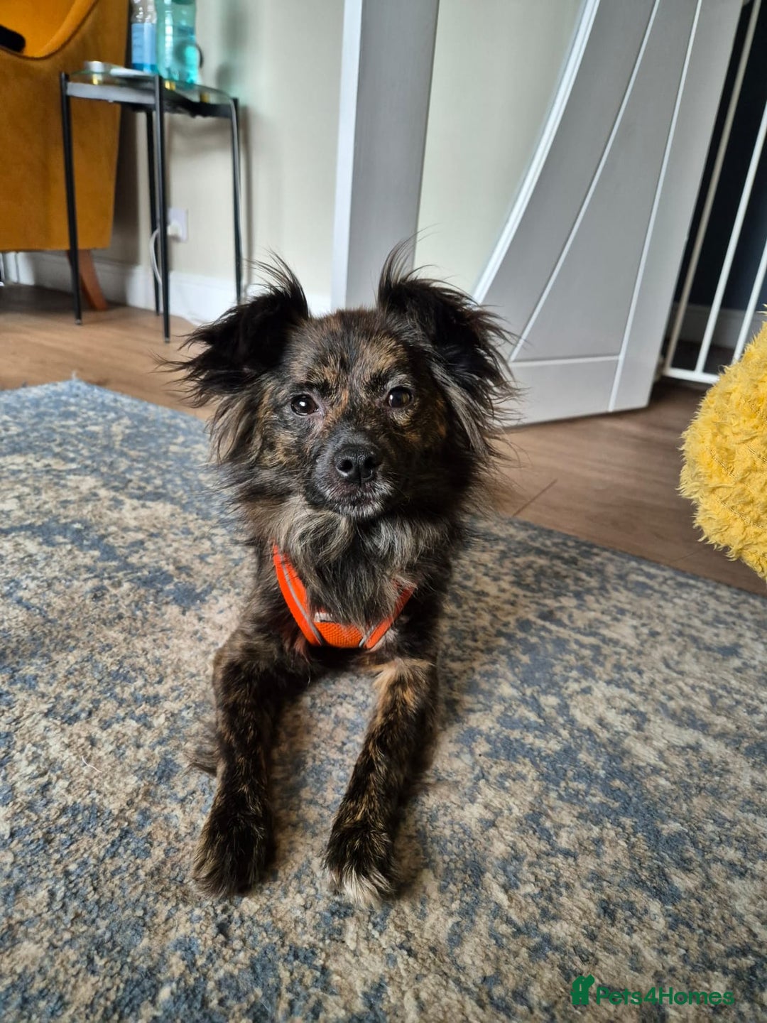 Mixed Breed dogs for adoption: 💖🐶 TWIGGY – A Happy Little Spirit🐶💖 - Image 27
