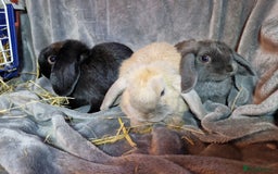 Mini Lop rabbits for sale: Cute Purebred Mini lops-Boys and girls available - Image 2