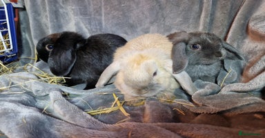 Mini Lop rabbits - Advert 8