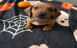 Miniature Dachshund dogs for sale: Beautiful dachshund puppy’s  - Image 3