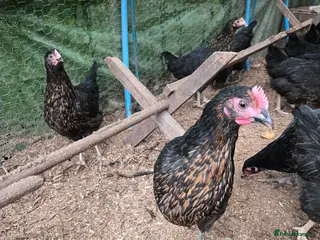 Chickens poultry Blackrocks chickens - Advert 16