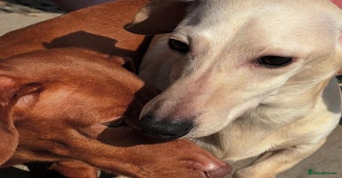 Miniature Dachshund dogs - Advert 5