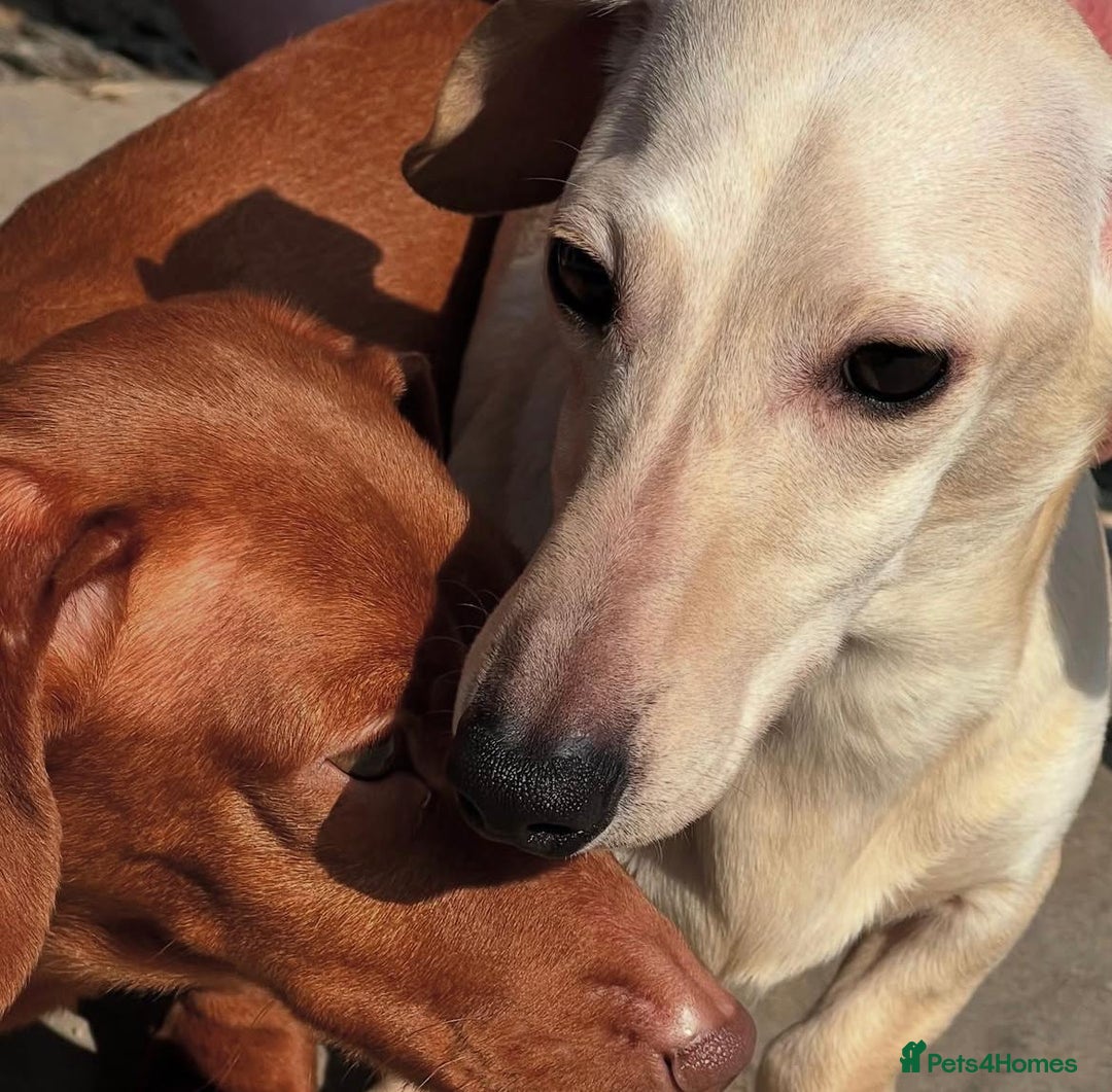 Miniature Dachshund dogs for sale: Kc registered miniature dachshunds  - Image 2