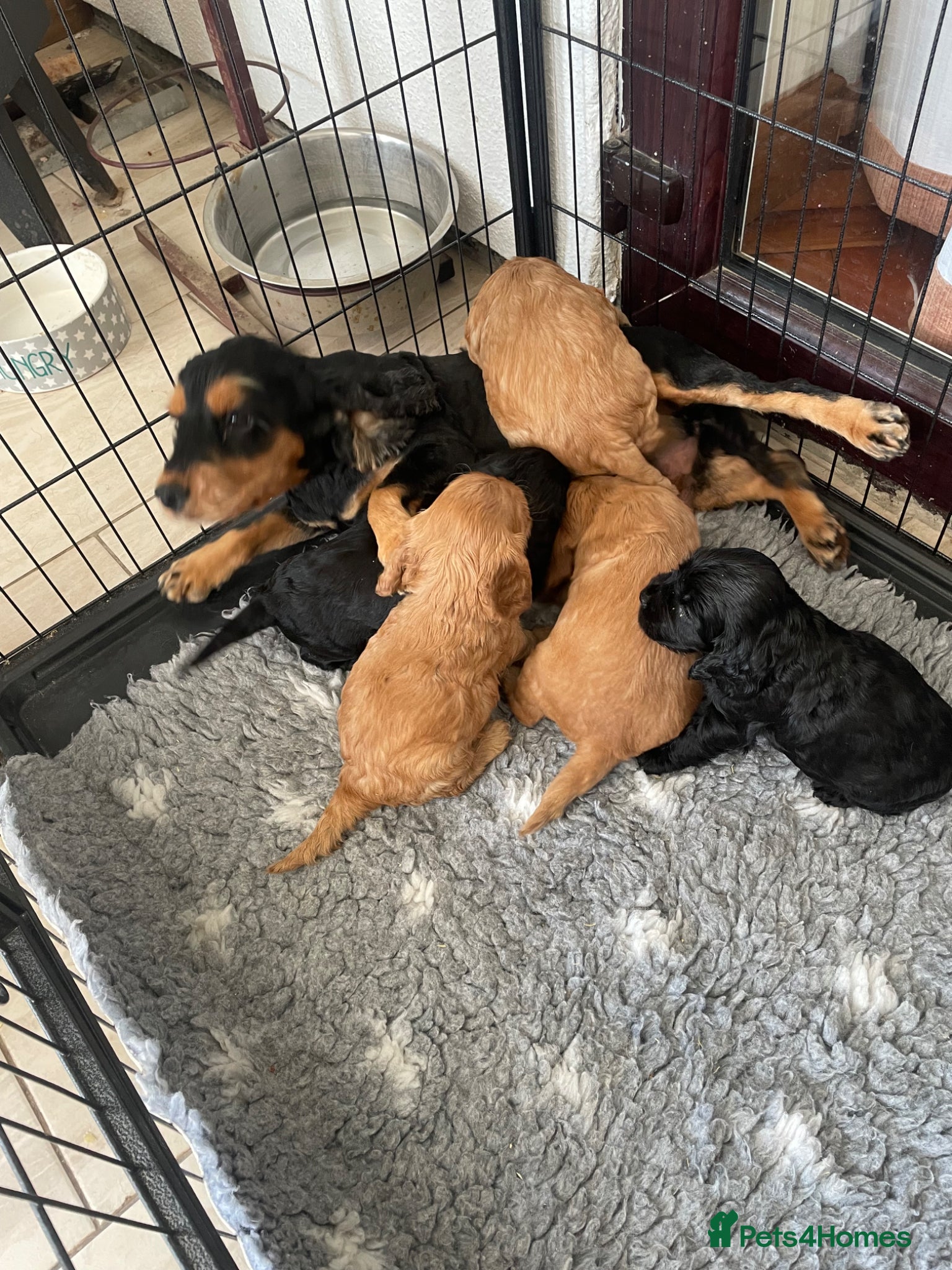 Cocker Spaniel dogs for sale: show quality gold boy and black boy - Advert 1