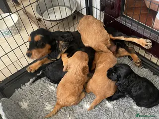 Cocker Spaniel dogs show quality gold boy and black boy - Advert 11