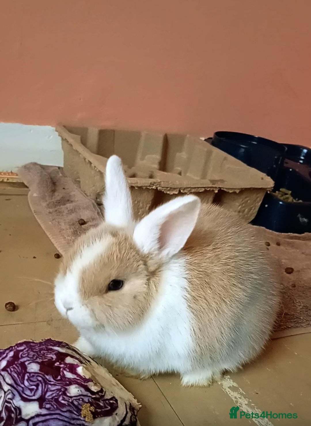 Mixed Breed rabbits for sale: 3 Beautiful Bunnies For Sale  - Advert 3