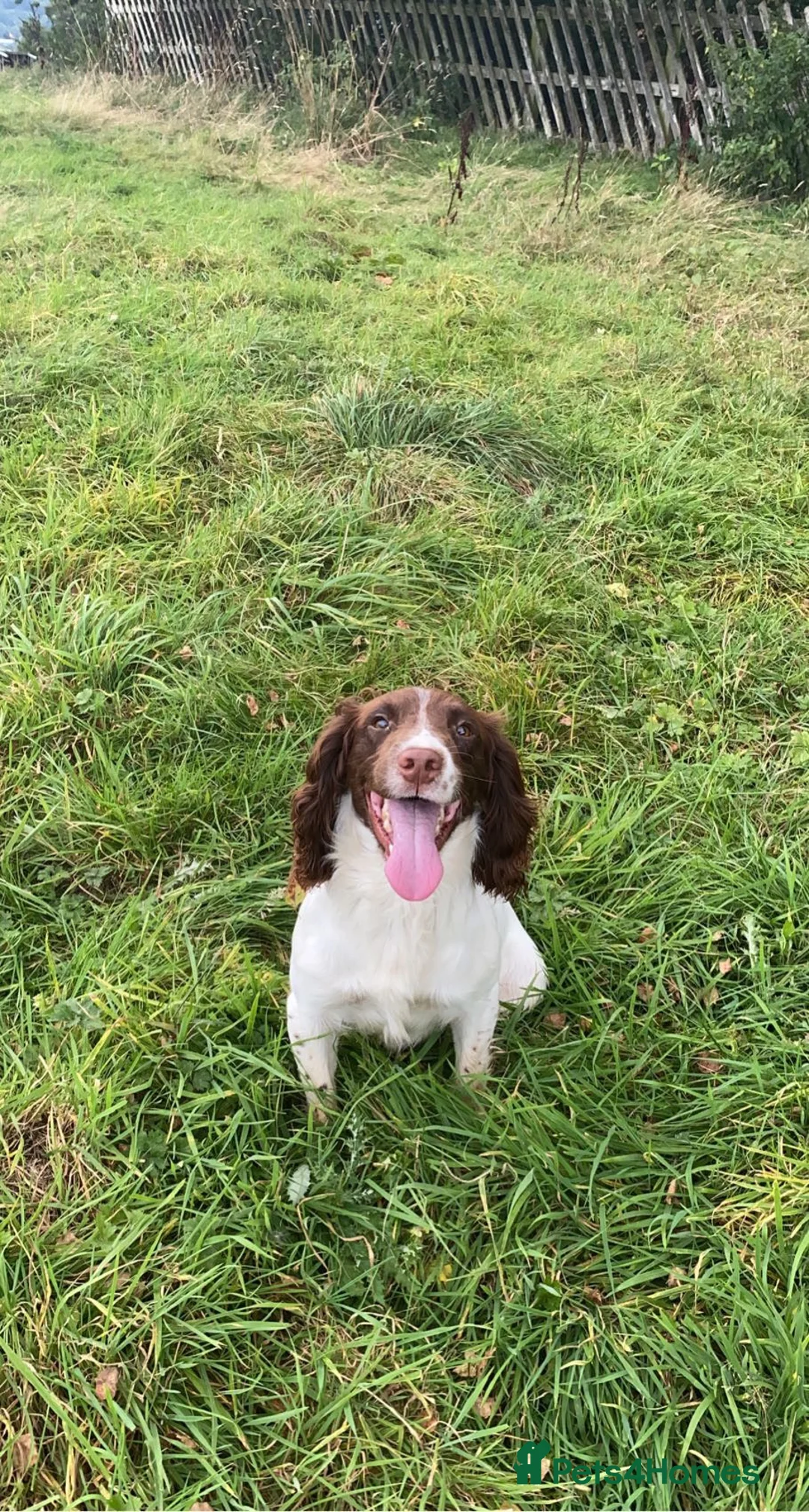 English Springer Spaniel dogs for stud: KC working springer spaniel (Brodie) - Advert 4