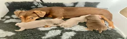 Jack Russell dogs for sale: Unique chocolate and tan girl Jack Russell  in Keighley - Advert 2
