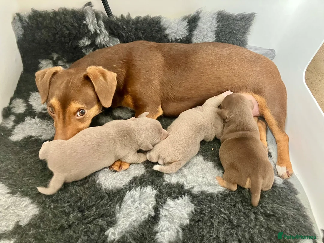 Jack Russell dogs for sale: Unique chocolate and tan girl Jack Russell  in Keighley - Advert 2