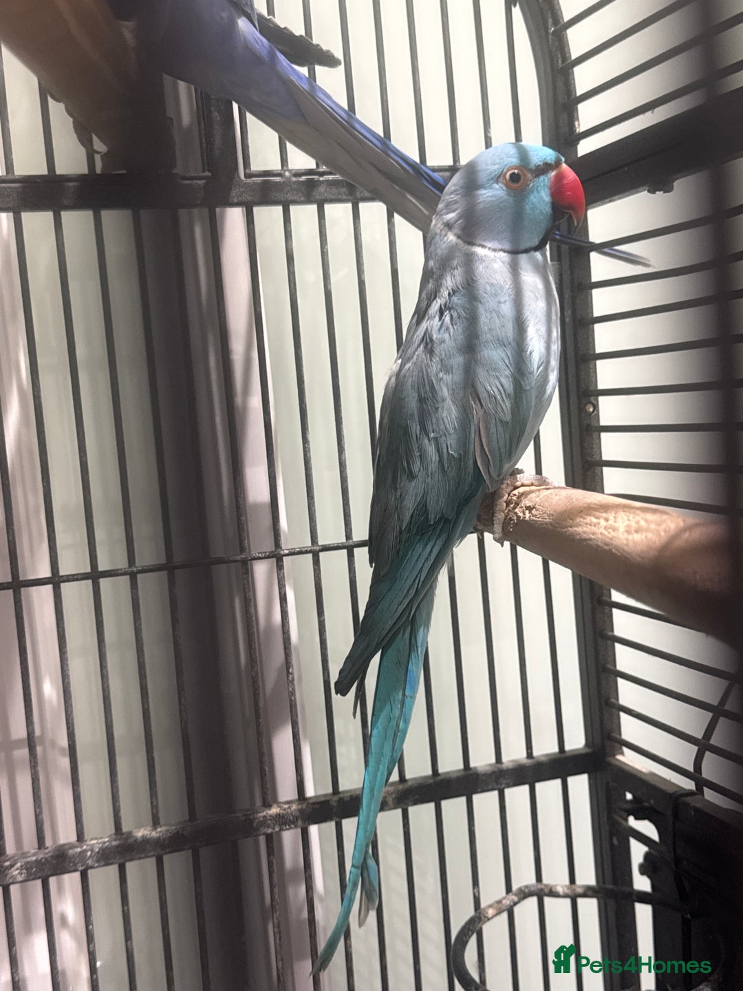 Parrots birds for sale: Breeding pair Indian Ring Neck Parrots - Advert 3