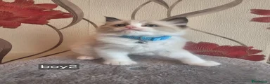 Ragdoll Kitten 2