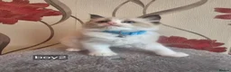 Ragdoll cats for sale: 5 beautiful ragdoll kittens 😸 ♥️  - Advert 3
