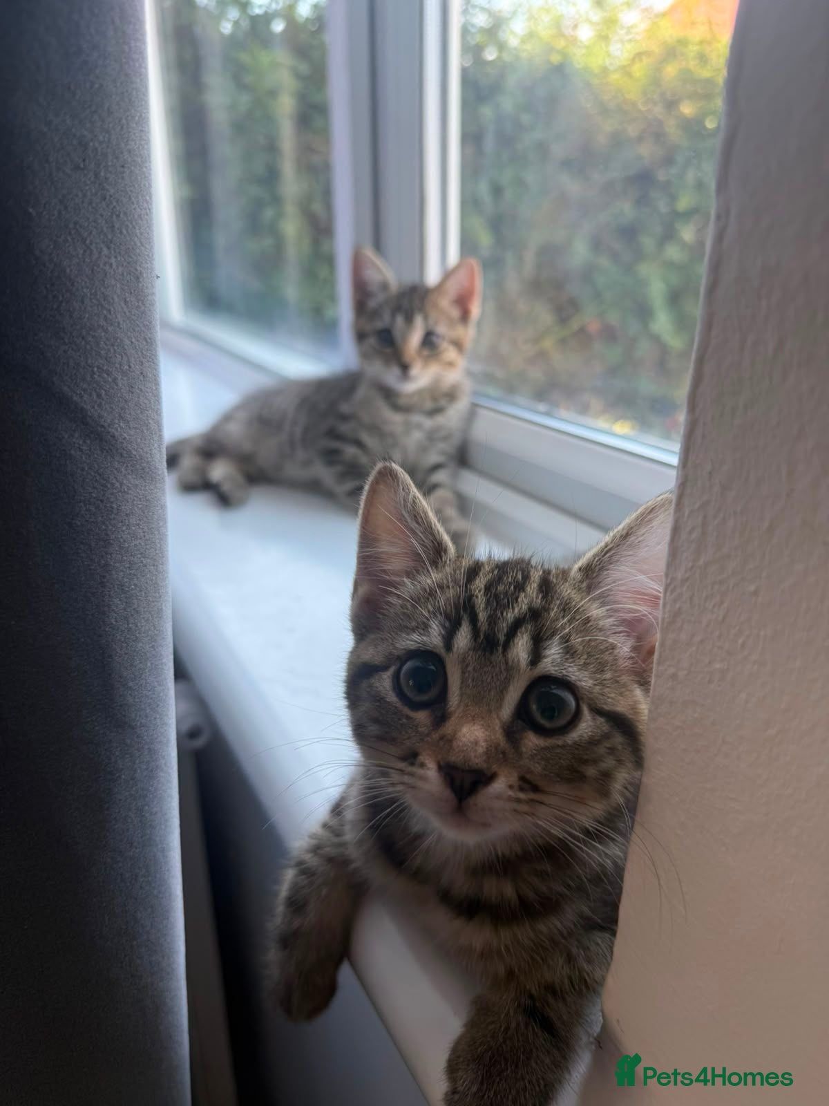 Bengal cats Bonded Bengal Cross Kittens - Advert 1
