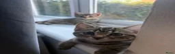 Bengal cats for sale: Bonded Bengal Cross Kittens - Advert 1