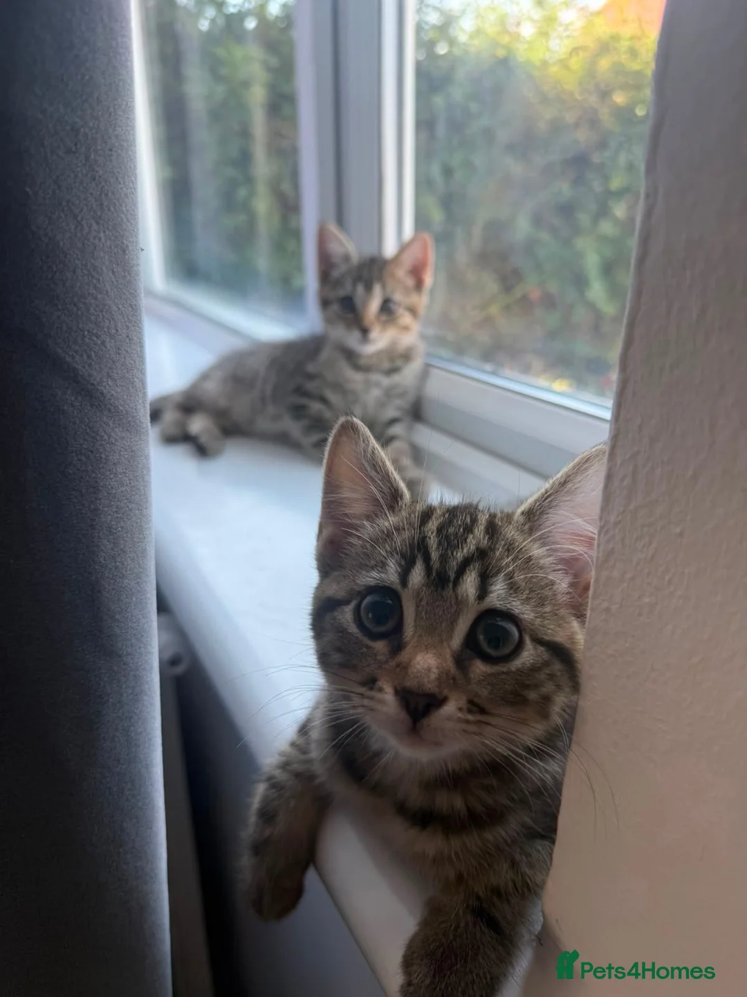 Bengal cats for sale: Bonded Bengal Cross Kittens - Advert 1