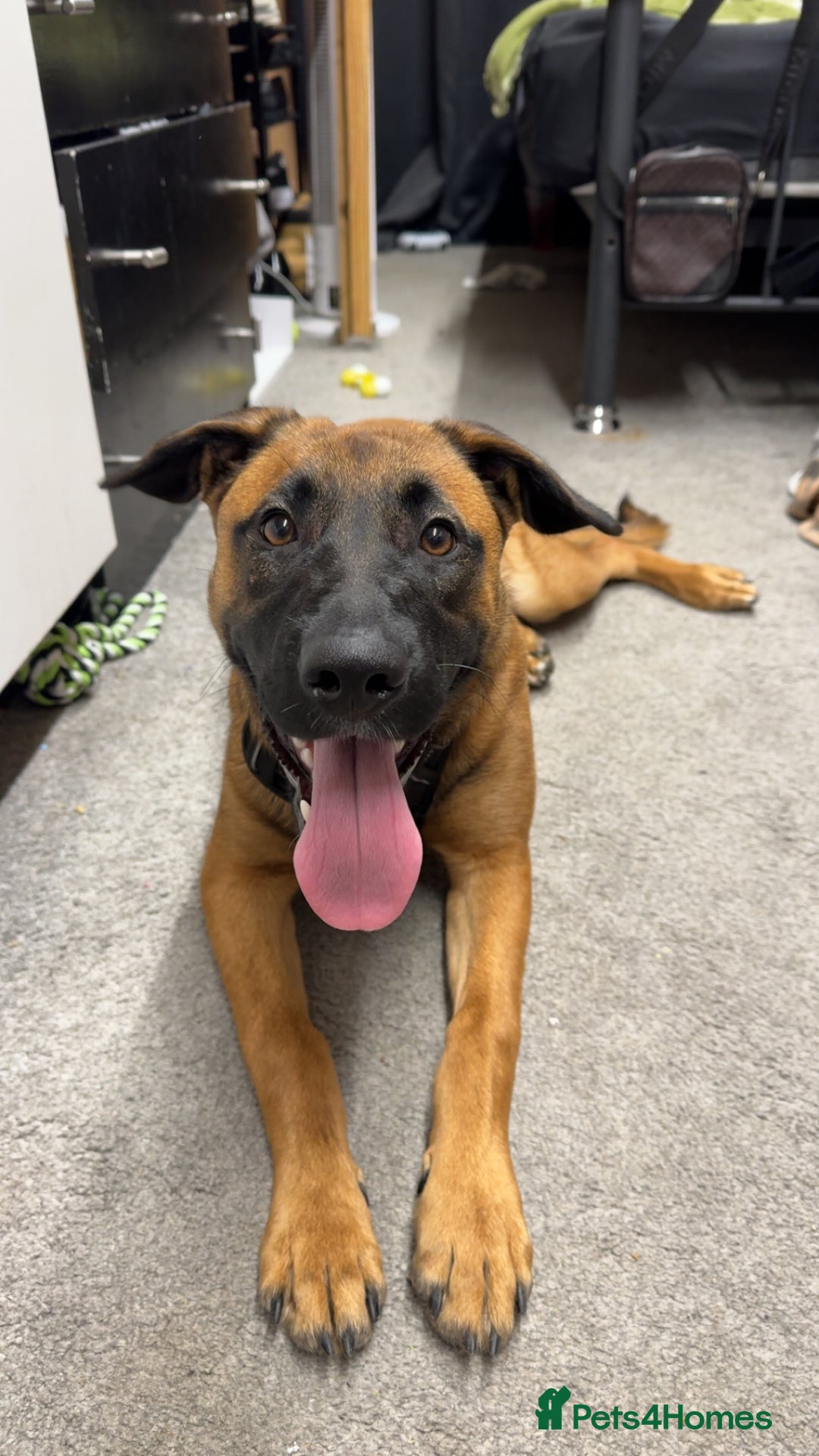 Mixed Breed dogs for sale: URGENT REHOME. Beautiful 6 month Belgian malinois  - Image 1