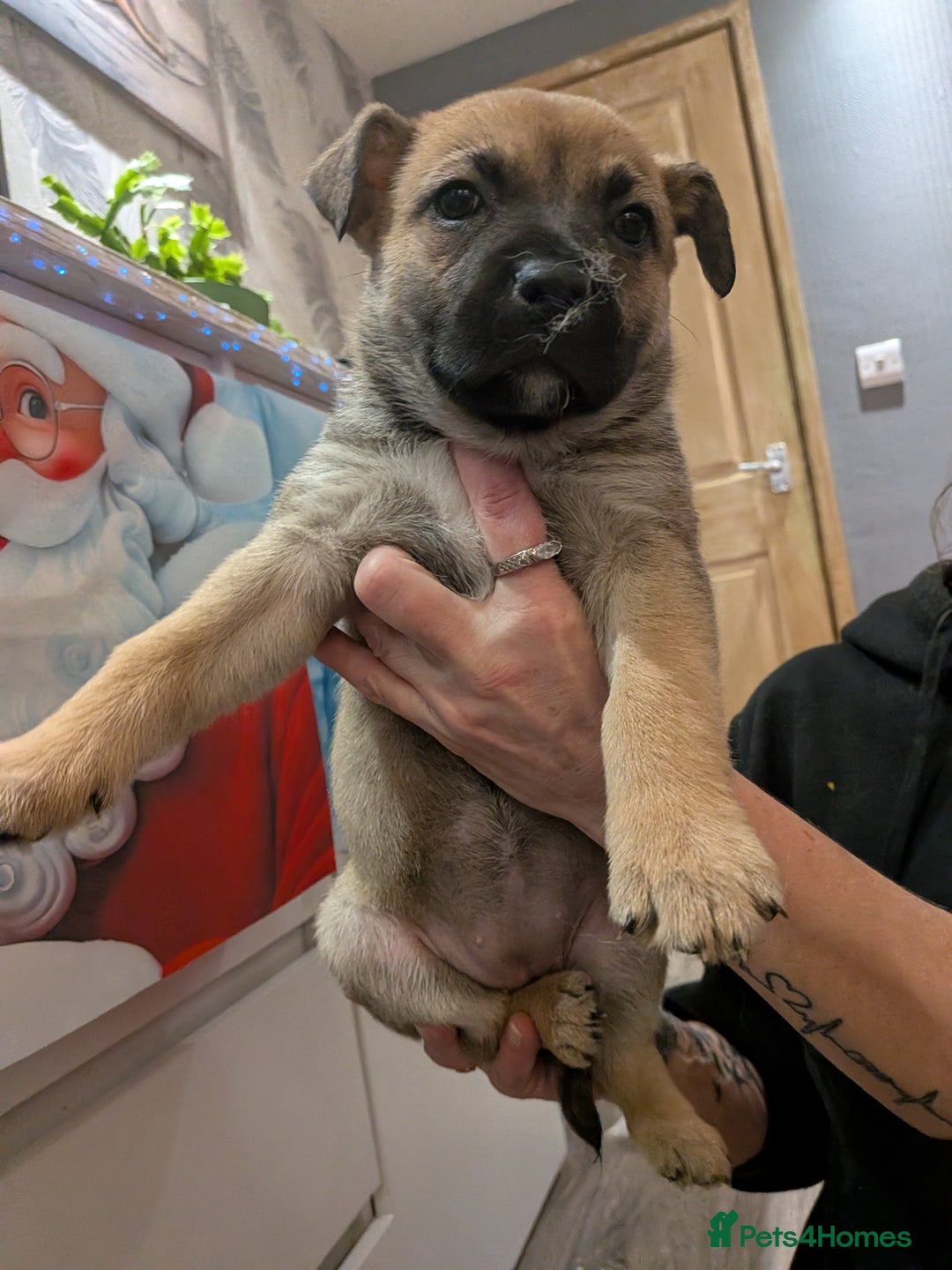 Mixed Breed dogs for sale: MixedBreed Mum Bullboxer Dad-King German Shepherd  - Advert 8
