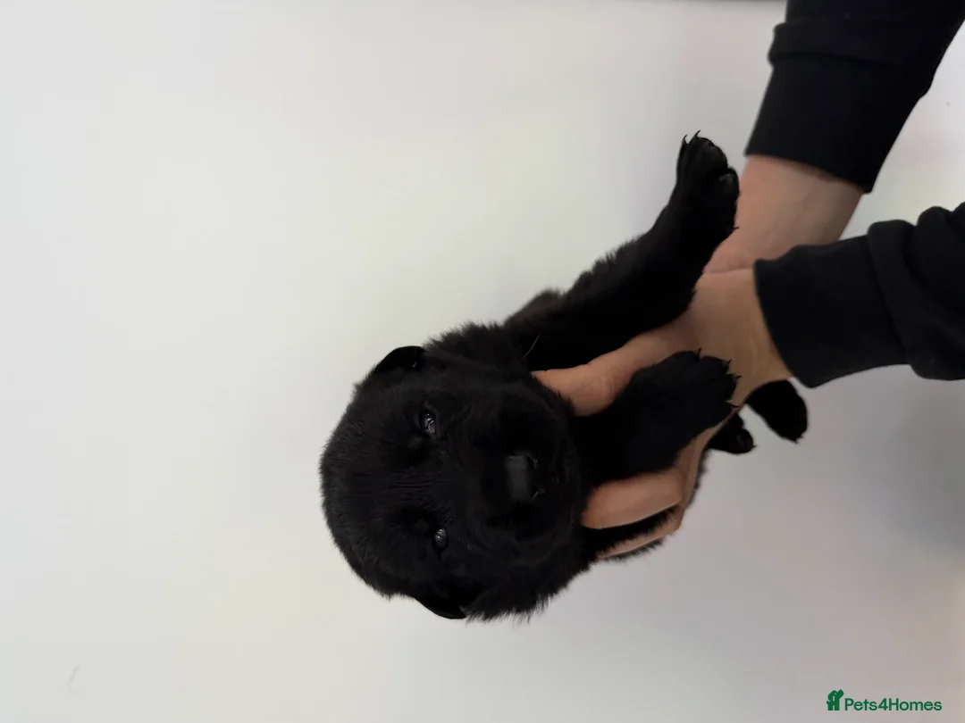 Mixed Breed dogs for sale: Stunning German Shepherd x Belgian Malinois Litter - Advert 18