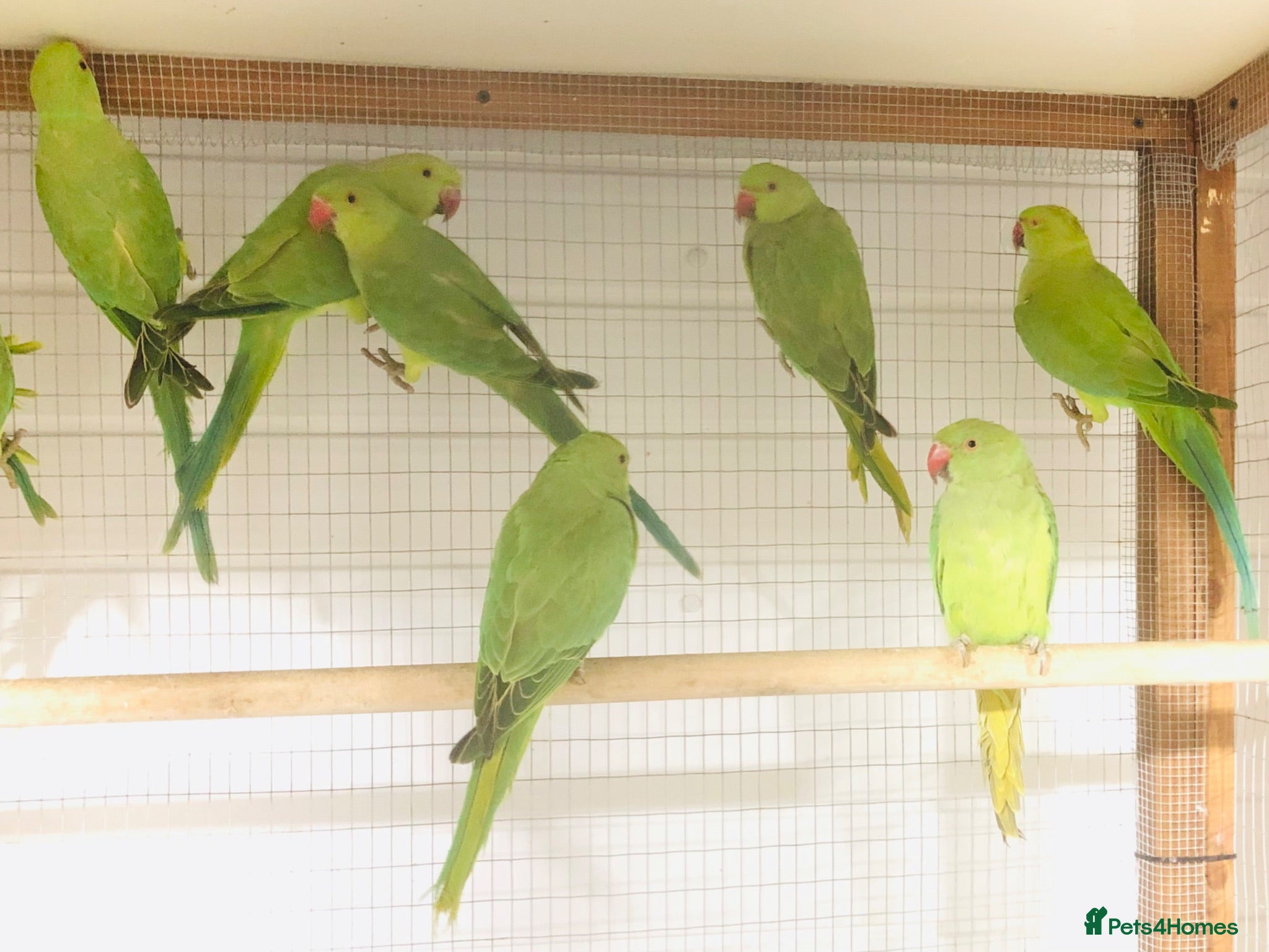 Parrots birds Beautiful young Indian ringneck for sale. - Advert 1