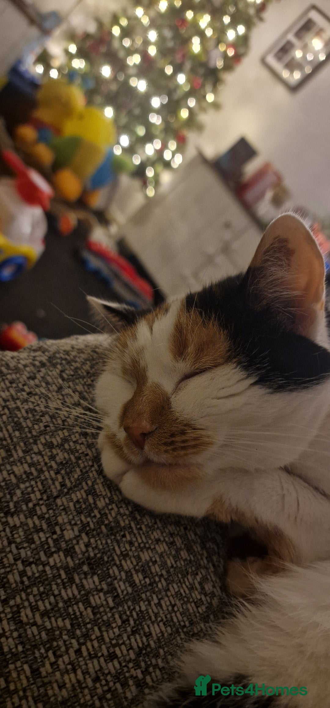 Mixed Breed cats for sale: 2 cats for rehome - Advert 12