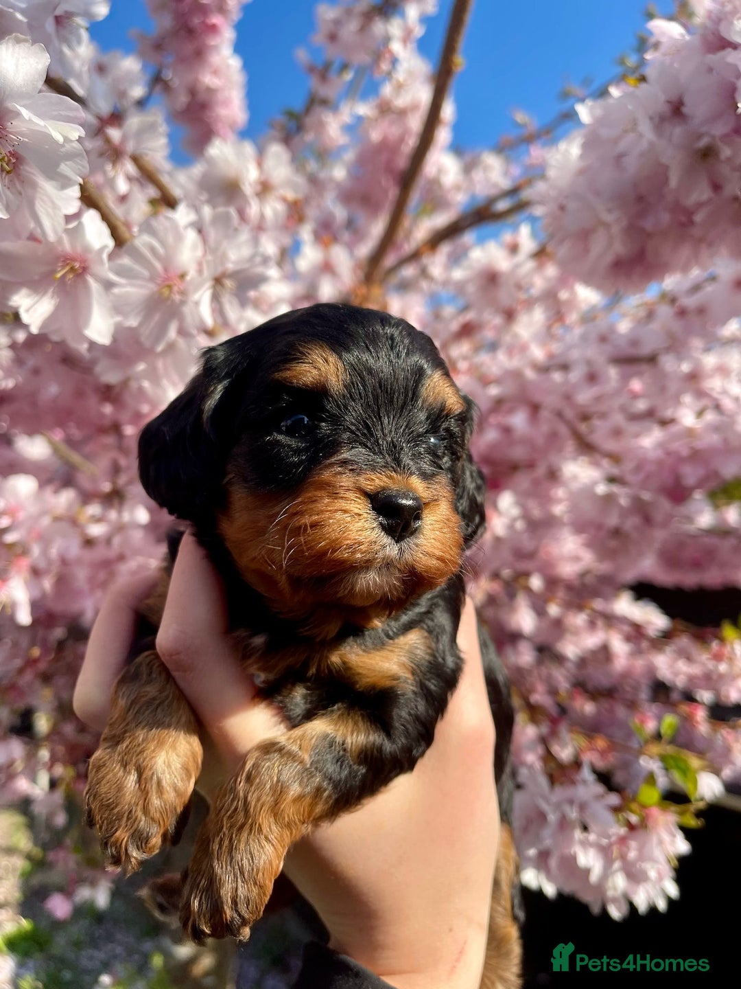 Miniature Poodle dogs for stud: KC phantom miniature poodle stud health tested in Thetford - Image 20