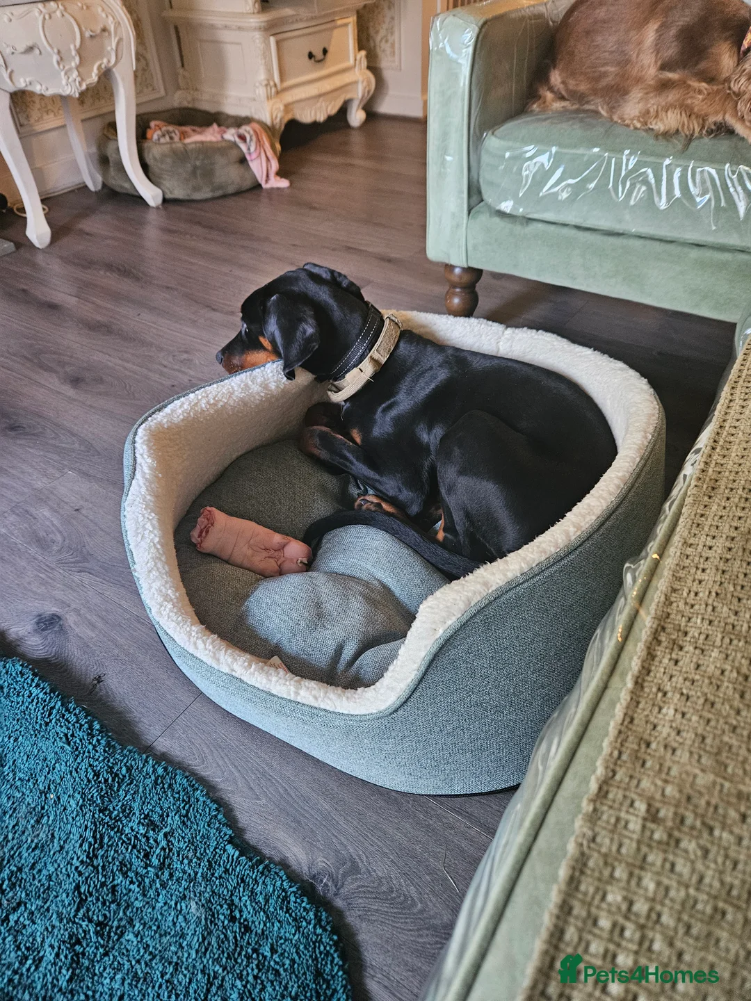 Dobermann dogs for sale: Doberman pup - Advert 1