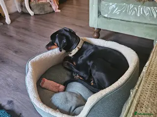 Dobermann dogs Doberman pup - Advert 5