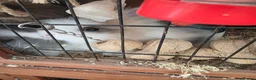 Lionhead rabbits for sale: Doublemaned lionhead bunnies - Advert 4