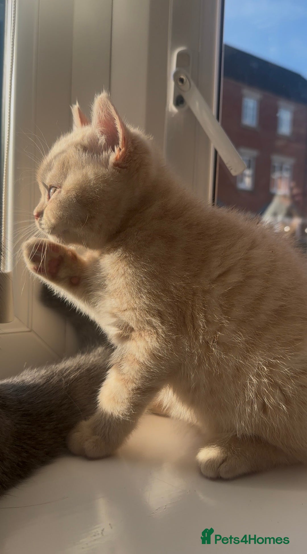 British Shorthair cats for sale: Cream British Shorthair Boy - Advert 10