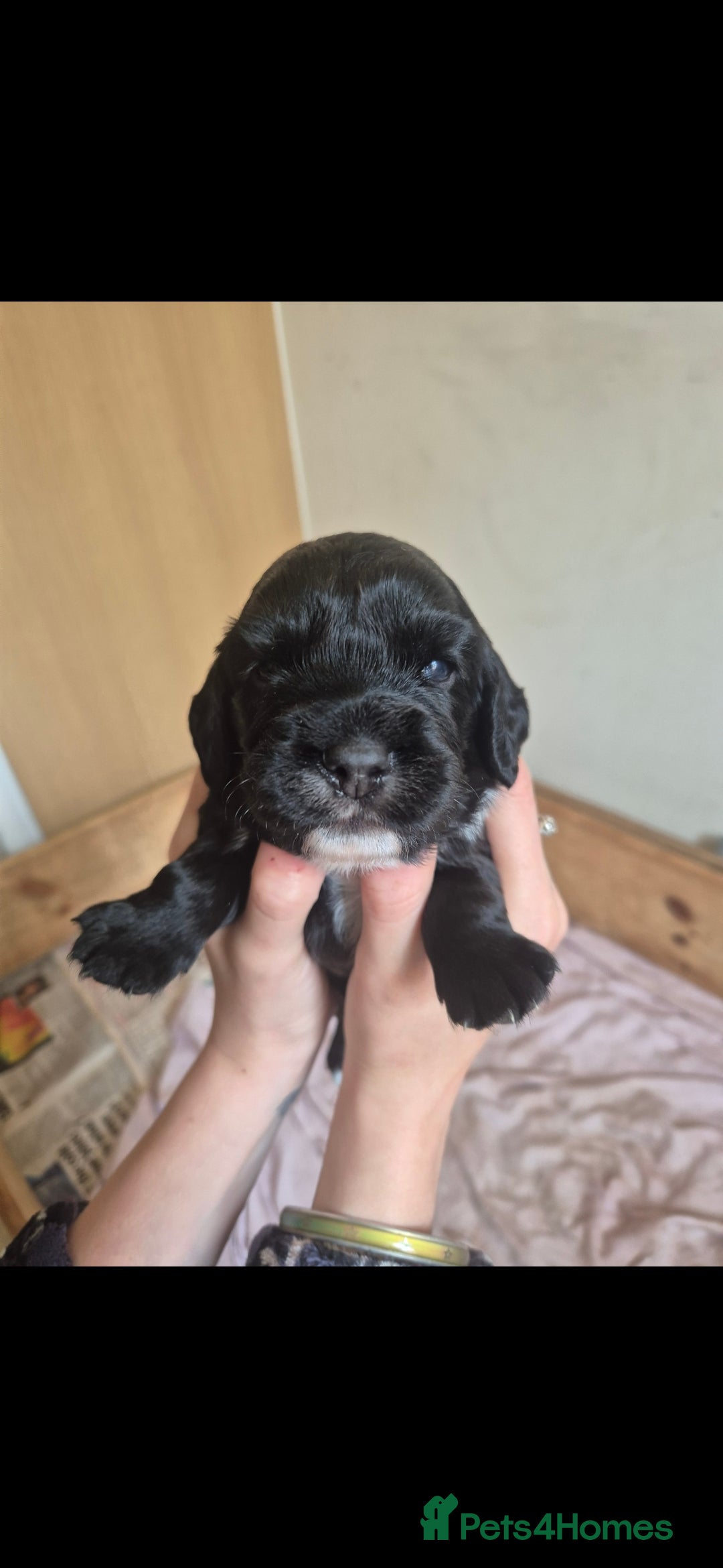Cocker Spaniel dogs for sale: Beautiful chunky male cockers - Image 19