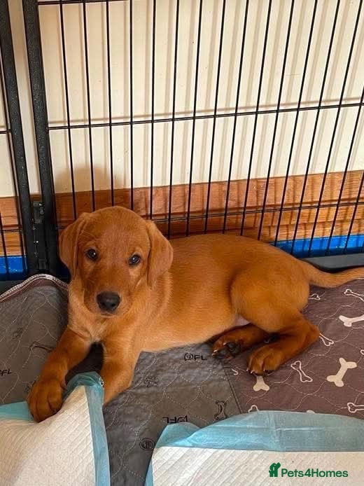 Labrador Retriever dogs STUNNING FOX RED LABRADOR PUPPIES - Advert 1