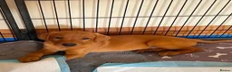 Labrador Retriever dogs for sale: STUNNING KC REG FOX RED LABRADOR PUPPIES - Advert 7