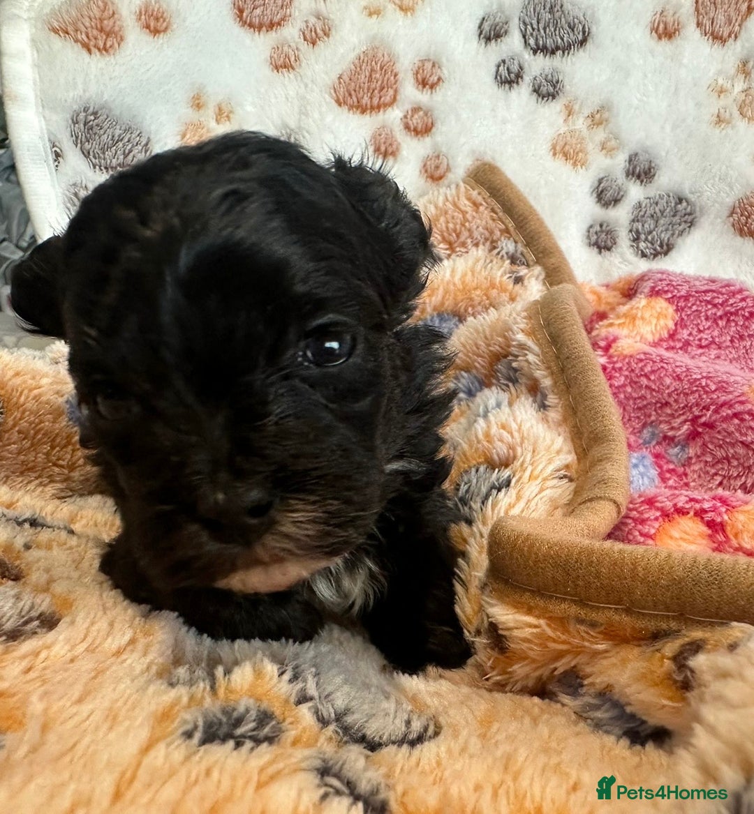 Maltipoo dogs for sale: F1 Toy Maltipoos - Image 30