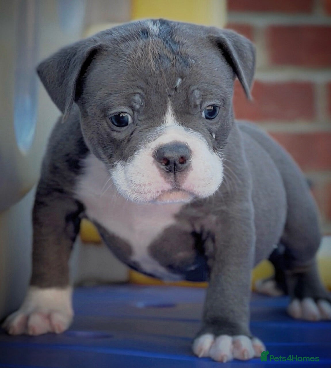 Olde English Bulldogge dogs 5 star rated licensed, 23 years experience  - Advert 4