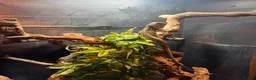 Lizard reptiles for sale: 2-year-old female Angle-headed Forest Dragon in Reading - Advert 2