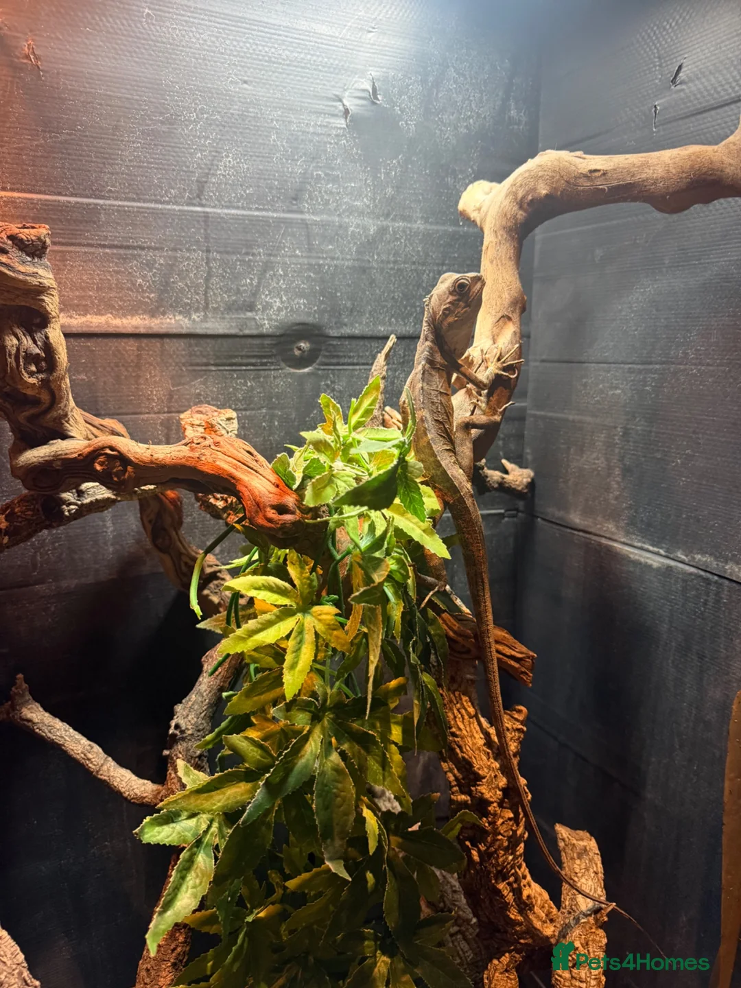 Lizard reptiles for sale: 2-year-old female Angle-headed Forest Dragon in Reading - Advert 2