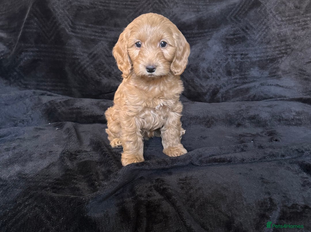 Cockapoo dogs for sale: Ready now F1 cockapoo puppies  - Advert 3
